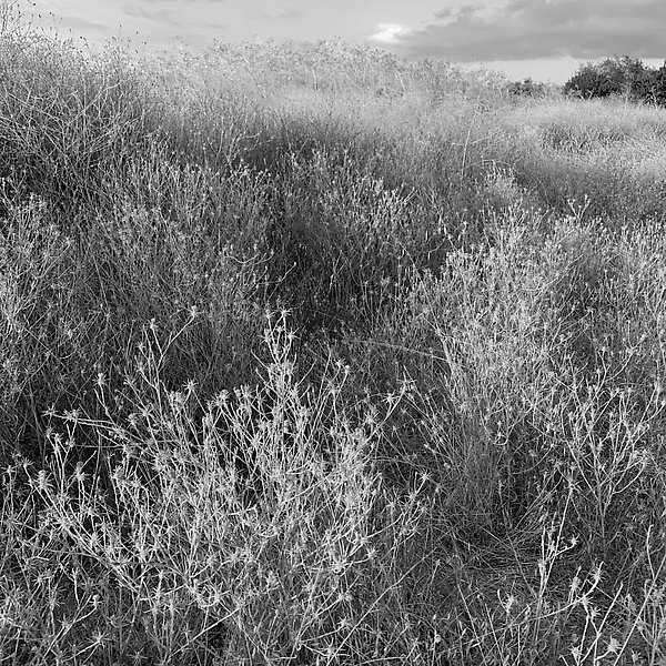 Coyote Creek Trail - Coyote Creek Trail ()