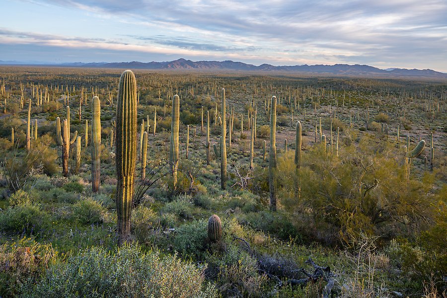 Sonoran Desert National Monument, Arizona.  ()