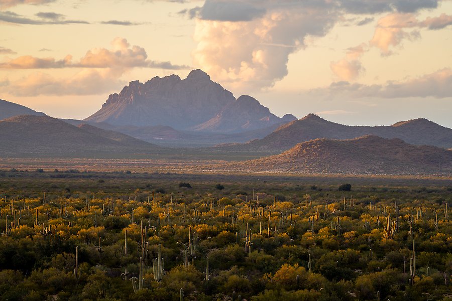 Ironwood Forest National Monument, Arizona.  ()