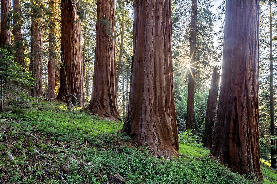 Giant Sequoia National Monument, California.  ()