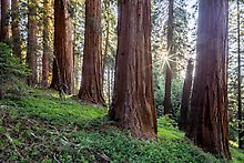 Giant Sequoia National Monument, California.  ( )