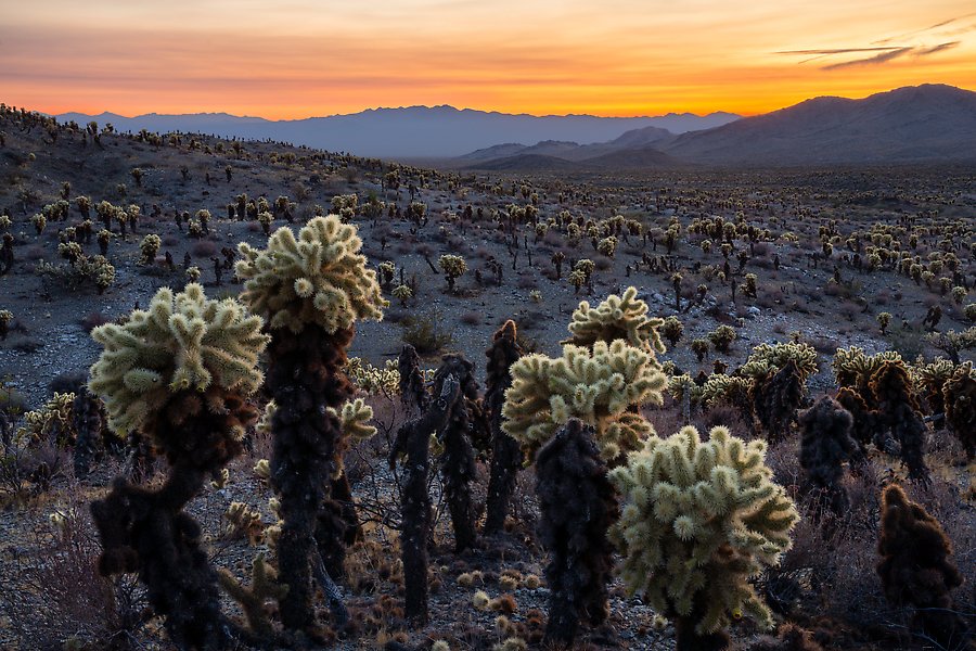 Mojave Trails National Monument, California.  ()