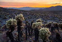 Mojave Trails National Monument, California.  ( )